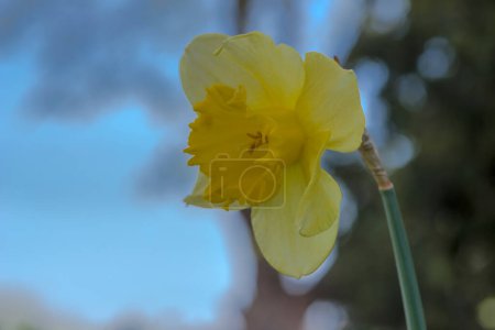 Schöne gelbe Blumen im Garten. Gelbe Narzissenblüte (Narcissus jonquilla) im Frühling auf einem Blumenbeet. Frühling im Garten in der Stadt - schöne Blumen im Stadtpark. 
