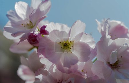 Schöne botanische Aufnahme, natürliche Tapete. Frühlingsblumen von einem dekorativen Strauch (Mandel... !?). Rosa Blüten eines Zierstrauches blühten in der Stadt unter blauem Himmel an einem Frühlingsmorgen . 