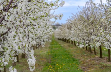 Photo for Cherry blossom trees in bloom. A blooming cherry orchard on a hillside. April afternoon in a cherry orchard decorated with a wave of white flowers "despising death" (bushido). - Royalty Free Image