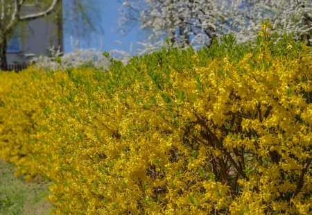 Los arbustos florecientes amarillos de forsythia bajo el cielo azul. Floración primaveral de arbustos ornamentales cerca de la casa bajo un cielo azul acompañado de árboles frutales florecientes.  