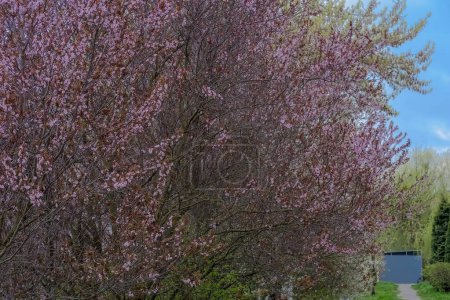 Fleurs printanières et arbres dans la forêt en Pologne.Arbres fruitiers à fleurs roses (pruniers). Printemps dans la ville - arbres fruitiers ornementaux magnifiquement fleuris au-dessus du ciel bleu.  