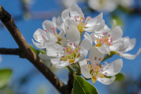 Beau pommier en fleurs au printemps. Belle pomme de printemps fleurit contre le ciel bleu. Les fleurs rosâtres du printemps d'un arbre fruitier sont porteuses de récoltes abondantes à l'automne . 