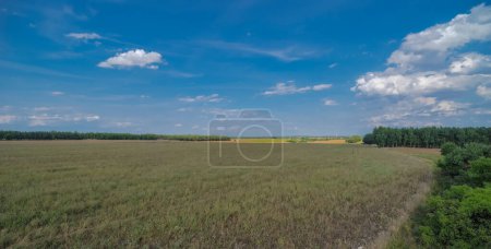 Green grass and a field of wheat. summer landscape with white clouds. Mid-forest clearing, meadow, wasteland, fallow land under a blue sky. A vast open space among the forests under a dramatically spectacular blue sky with tiny white clouds. 