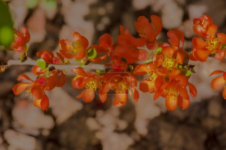 Close up of beautiful flowers in the garden. Small red flowers on a decorative bush in the park. A branch of a bush densely covered with small red flowers on a spring morning.  