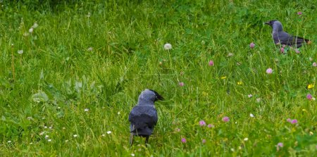 Black birds in the grass. Two jackdaws (Corvus monedula) are looking for food on a spring lawn full of flowers. Intelligent birds on the lawn look for food among blooming plants (mainly clover).