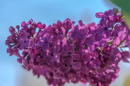 Branche de lilas en fleurs sur fond de ciel bleu. Lilas pourpre abondamment fleuri en mai. Extrêmement parfumé fleurs de lilas "fou" floraison "sanctifier" Mai avec leur beauté et leur quantité (et parfum). 