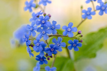 Schöne blaue Blumen auf einem Hintergrund der Natur. Nahaufnahme. Kleine blaue Frühlingsblumen. Winzige Blumen auf einem Blumenbeet in einem kleinen Garten in der Stadt. 