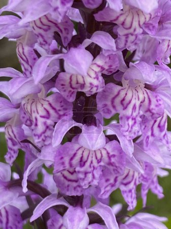 Macro of the flower of common spotted orchid, dactyorhiza fuchsii wild orchid found in alpine meadows flowering in summer