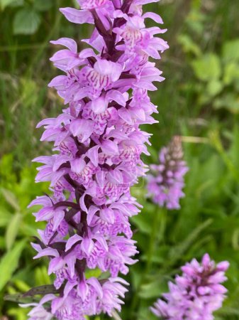 closeup of the flower head of the common spotted orchid, dactyorhiza fuchsii in summer on an alpine meadow in Austira