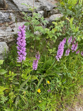 common spotted orchid, dactyorhiza fuchsii  blooming in summer spotted during hiking close to the hiking path on a alpine meadow