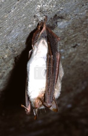 Großaufnahme einer Mausohr-Fledermaus (Myiotis myotis), die in einer überfüllten Mine hängt