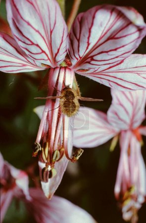 closeup of Bombylios or bee fly on a Diptam flower in German