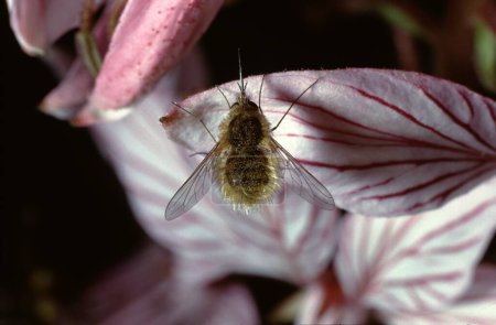 Nahaufnahme von Bombylios oder Bienenfliege auf einer Diptam-Blume