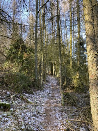 Zugefrorener Waldweg im Winter in Deutschland