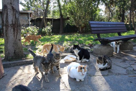 eine Gruppe Katzen an einer Futterstation in einem Park in Kadikoy Istanbul