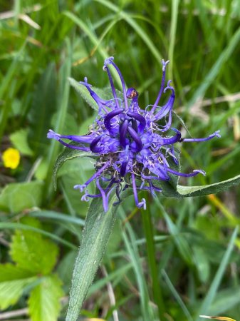 Macro of the purple flower of Round-headed Rampion, Phyteuma orbicula,  on a summer meadow in the alps 