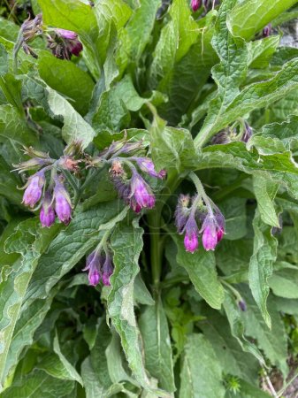 close-up purple flowers of Common Comfrey (Symphytum Officinale) surrounded by their leaves in the Alps in Austira.  
