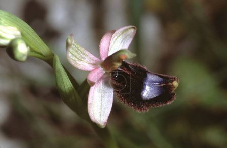 Photo for Closeup of a Ophrys Bertolonii wild  Orchid blossom in South Puglia Italy - Royalty Free Image