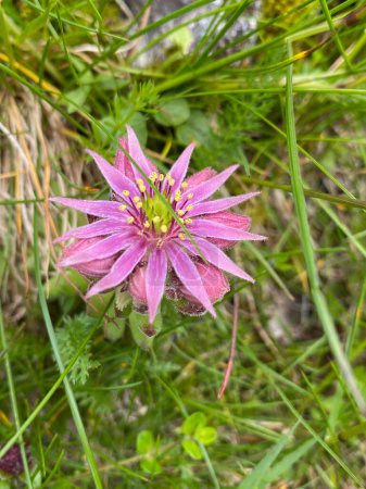 macro of the open flower of mountain houseleek on an alpine meadow in summer