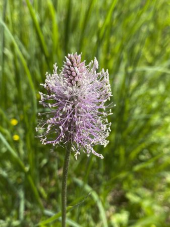 macro de la Hoary Plantain o plantago media flower en un prado alpino en verano