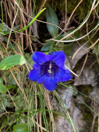 Blue flower of the sweet lady or Clusius gentian (Gentiana clusii) native to the European alps in summer