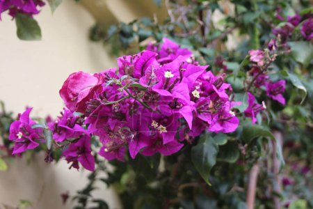 Closeup of the pink flowers of the bougainvillea plant at a house wall in Rhodes in spring