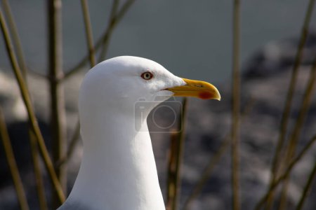 Portrait of a  Larus argentatus, a European Herring seagull showing the red ring around the eye and red dot on yellow beak