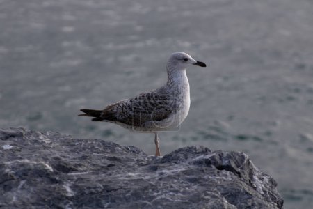 close-up of a Larus argentatus young Europen Herring gull at the seaside in Moda Kadikoy, Istanbul, Turkey