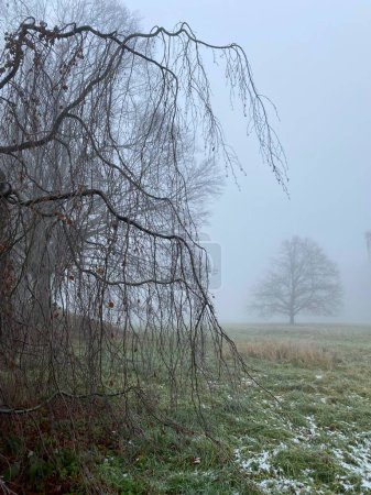 Im Vordergrund verzweigte Äste einer Europäischen Birke und im Hintergrund im Nebel die Silhouette einer Europäischen Birke (Betula pendula) im Nebel mit einem winterlichen Gras mit wenig Schnee und Eisflächen im Winter in Deutschland.