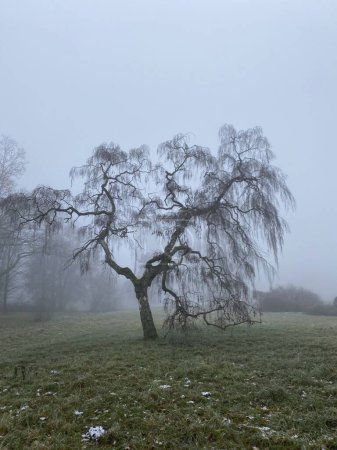 Silhouette einer weit verzweigten europäischen Birke (Betula pendula) im Nebel mit wenig Schnee und Eisflächen im Winter in Deutschland.  