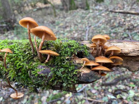Nahaufnahme einer Gruppe des extrem giftigen Galeria-Pilzes auf Moos auf einem abgestorbenen Stück Holz im Herbst