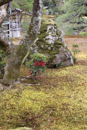 Plant with red berries and stone with moss in the Zen temple Kinkakuji complex and garden in February, Kyoto Japan in winter