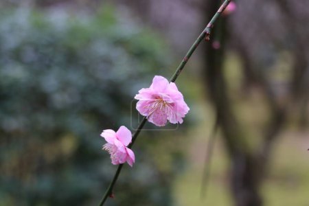 closeup of early rose blossoms on tree a tree branch  in February in the Ryoanji Temple Garden by Kyoto, Japan