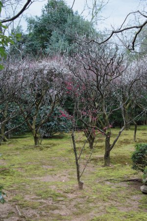 Trees with early blossoms in February in the Ryoanji Temple Garden by Kyoto, Japan