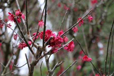 Trees branches with red blossoms  in February in the Ryoanji Temple Garden by Kyoto, Japan