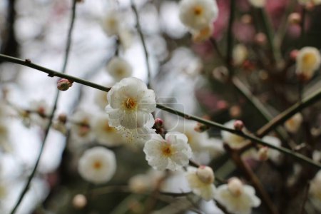 Trees branches with white  blossoms  in February in the Ryoanji Temple Garden by Kyoto, Japan