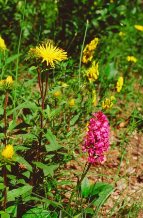 primer plano de una sección de un prado que florece con una orquídea salvaje. Inula hirta y Anacamptis pyramidalis o orquídea piramidal en un prado. en flor
