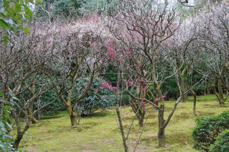 Early spring nature awakening showing Trees with early blossoms in February in the Ryoanji Temple Garden by Kyoto, Japan