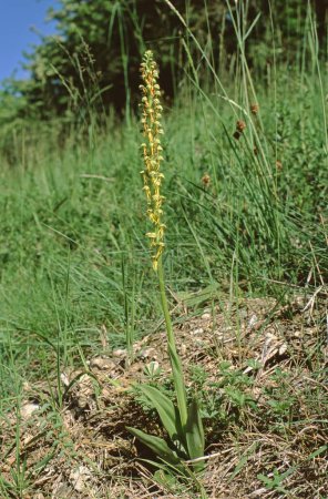 Nahaufnahme des gesamten Aceras anthrophorum, Mann Orchideenpflanze mit