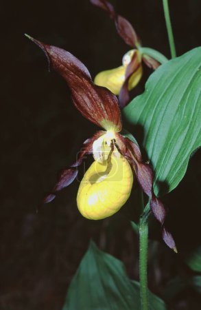 closeup of the flower of the Cypripedium calceolus,  lady's-slip
