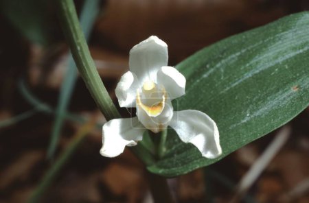 close up macro of one flower of the Cephalanthera damasonium or 