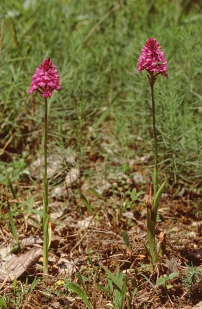 Anacamptis pyramidalis o orquídea piramidal planta entera en el campo