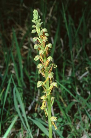 close up of the whole Aceras anthrophorum, Man Orchid plant with