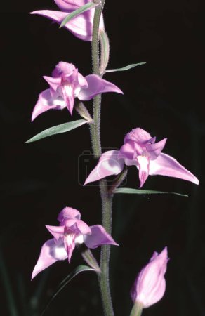 Cephalanthera rubra or red helleborine orchid pedicel with sever