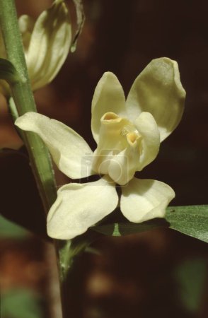 primer plano macro de una flor de la Cephalanthera damasonium o 