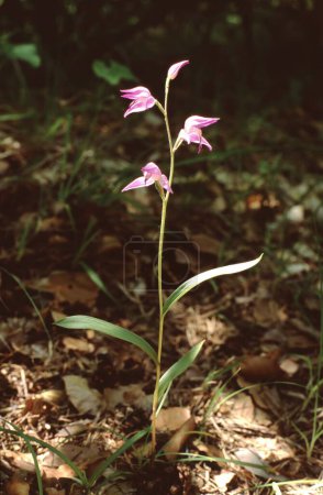 rare wild orchid Cephalanthera rubra or red helleborine on fores
