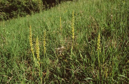 Aceras anthrophorum, Man Orchid whole plants with flowers in gra