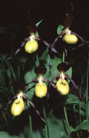 grupo de Cypripedium calceolus, orquídea zapatilla de señora en el bosque