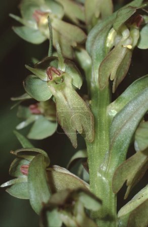 Primer plano o las flores en el pedicelo del Coeloglossum viride
