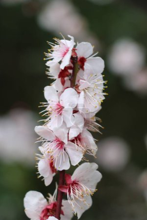 Kiyosumi-Park Cherry plum, myrobalan
